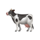 Grass-Fed Dairy