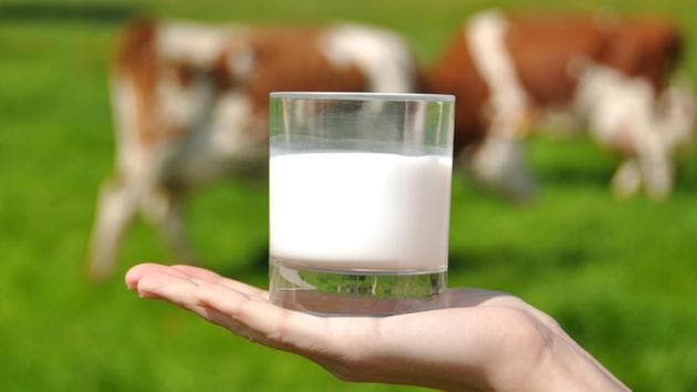 Glass of milk held in front of a blurred background with cows